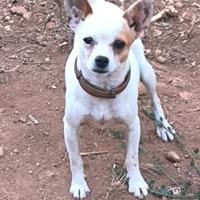 Chihuahua maschio