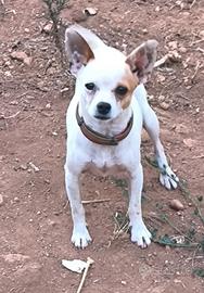Chihuahua maschio