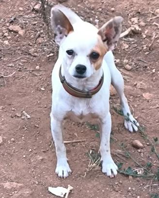 Chihuahua maschio