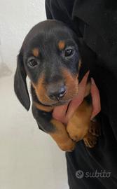 Bassotto nano tedesco