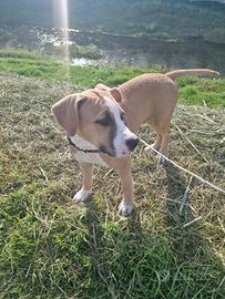 Amstaff cuciolo