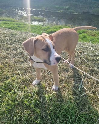 Amstaff cuciolo
