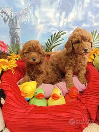 Barboncini Cuccioli Colore Albicocca