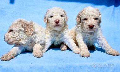 Lagotto romagnolo cuccioli