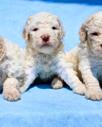 Lagotto romagnolo cuccioli