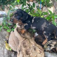 Cucciola di bassotto nano