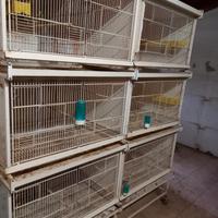 voliera per uccelli 300€