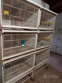 voliera per uccelli 300€