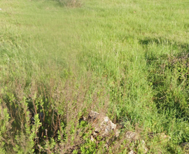 Terreno Agricolo di 12.600 metri quadrati