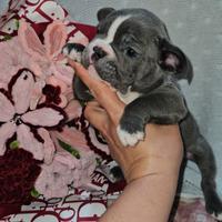 Bulldog francese piccola taglia