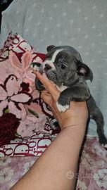 Bulldog francese piccola taglia
