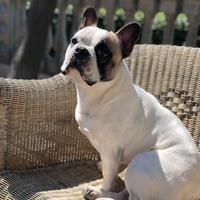 Bulldog Francese per monta