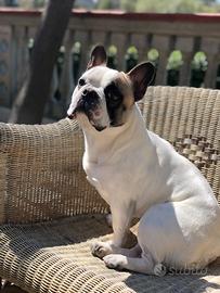 Bulldog Francese per monta