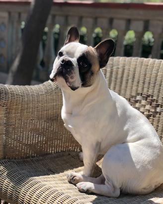 Bulldog Francese per monta