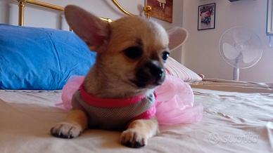 Splendida cucciola di