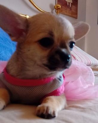 Splendida cucciola di