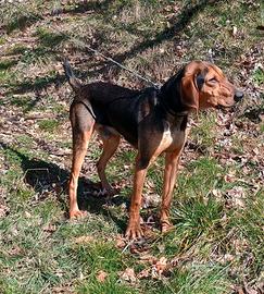 Segugio da Cinghiale