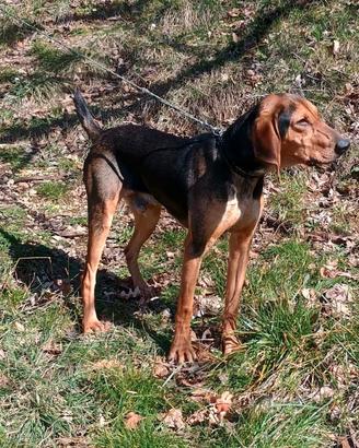 Segugio da Cinghiale