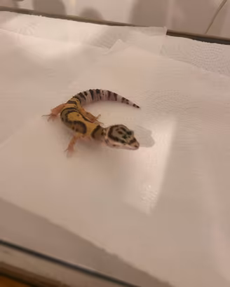 Geco leopardino