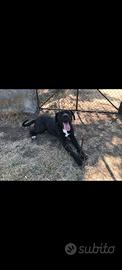 Cane corso pronto alla monta