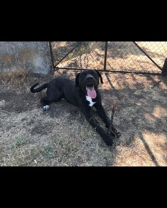 Cane corso pronto alla monta