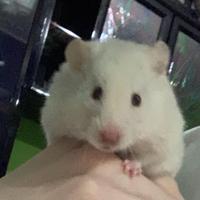 Cuccioli criceti europei