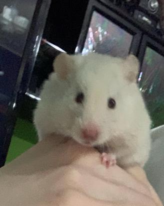 Cuccioli criceti europei