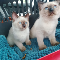 Gattini siamesi thai pronti