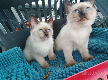 Gattini siamesi thai pronti