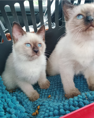 Gattini siamesi thai pronti