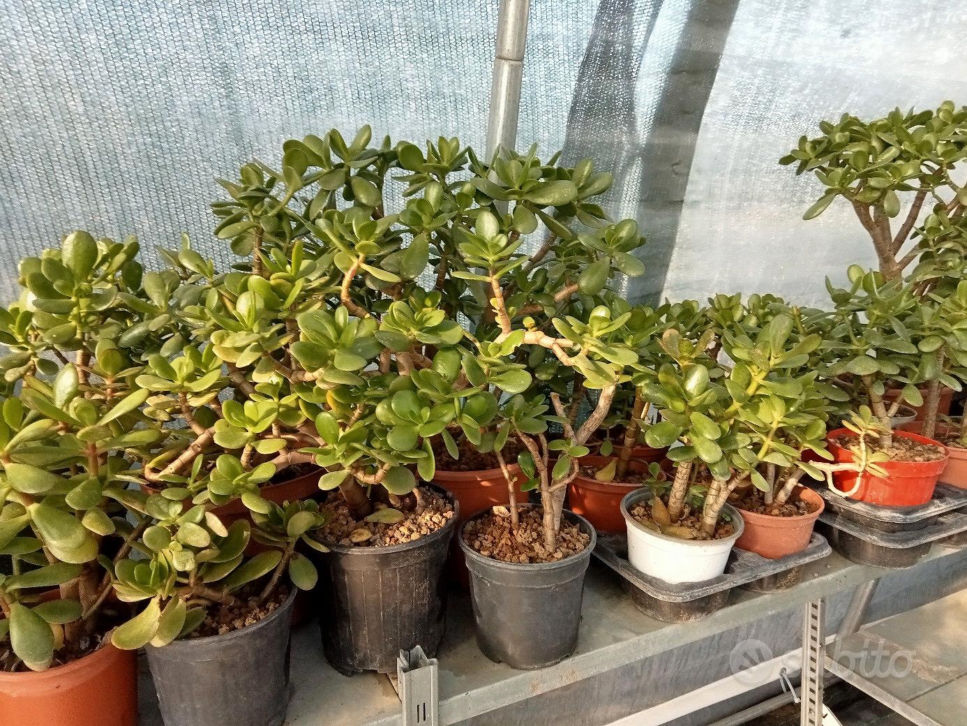 Pianta Vera di Crassula Ovata o Albero di Giada - Giardino e Fai da te In  vendita a Roma