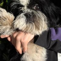 Shih tzu adulta con pedigree