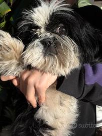 Shih tzu adulta con pedigree