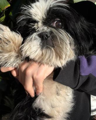 Shih tzu adulta con pedigree