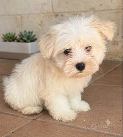 Maltese toy
