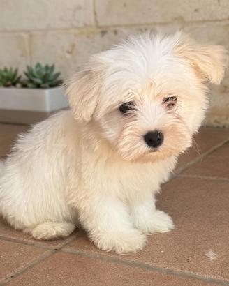 Maltese toy