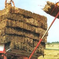 Caricaballe caricasacchi