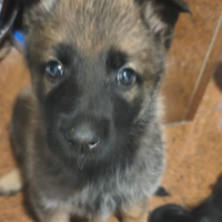 Cucciolo pastore tedesco grigione