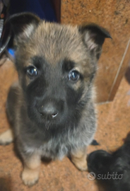 Cucciolo pastore tedesco grigione