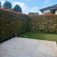 54 piante siepe photinia 3 metri