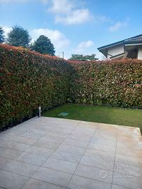 54 piante siepe photinia 3 metri