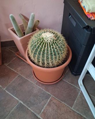 Cactus