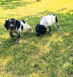 cuccioli di breton  