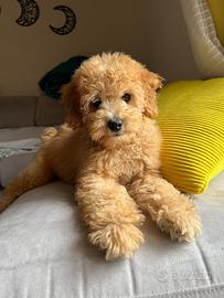 Barboncino Nano Albicocca - ANCHE IN 24 RATE