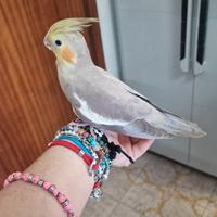 Calopsite allevate a mano e SESSATE