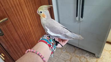 Calopsite allevate a mano e SESSATE