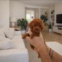 Barboncini toy e mini toy