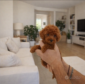 Barboncini mini toy e TeaCup