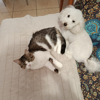 Disponibile x accoppiamento