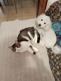 Disponibile x accoppiamento